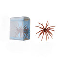 Urchin